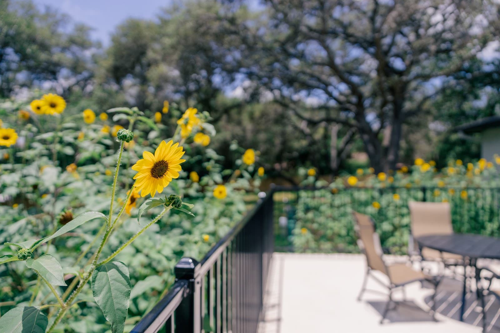 Hummingbird Assisted Living and Memory Care