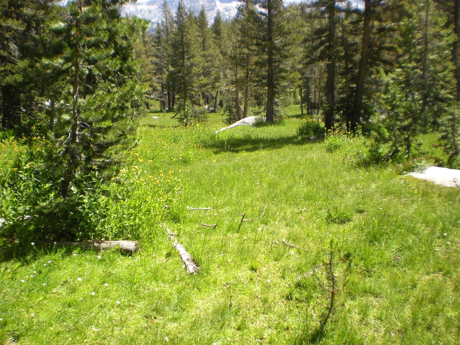 Pacific Pines