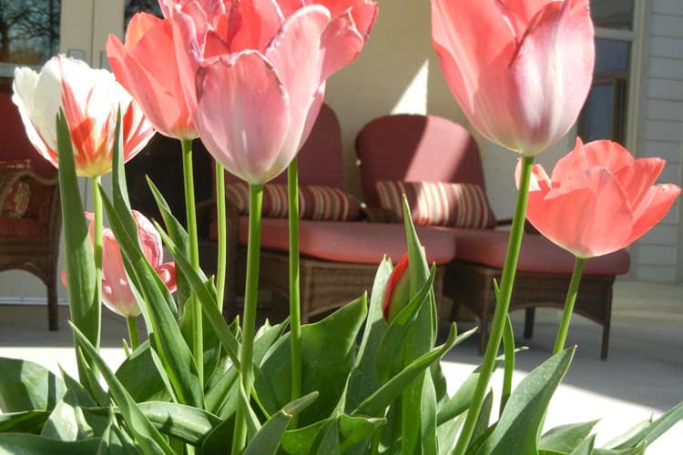 The Vistas Assisted Living and Memory Care