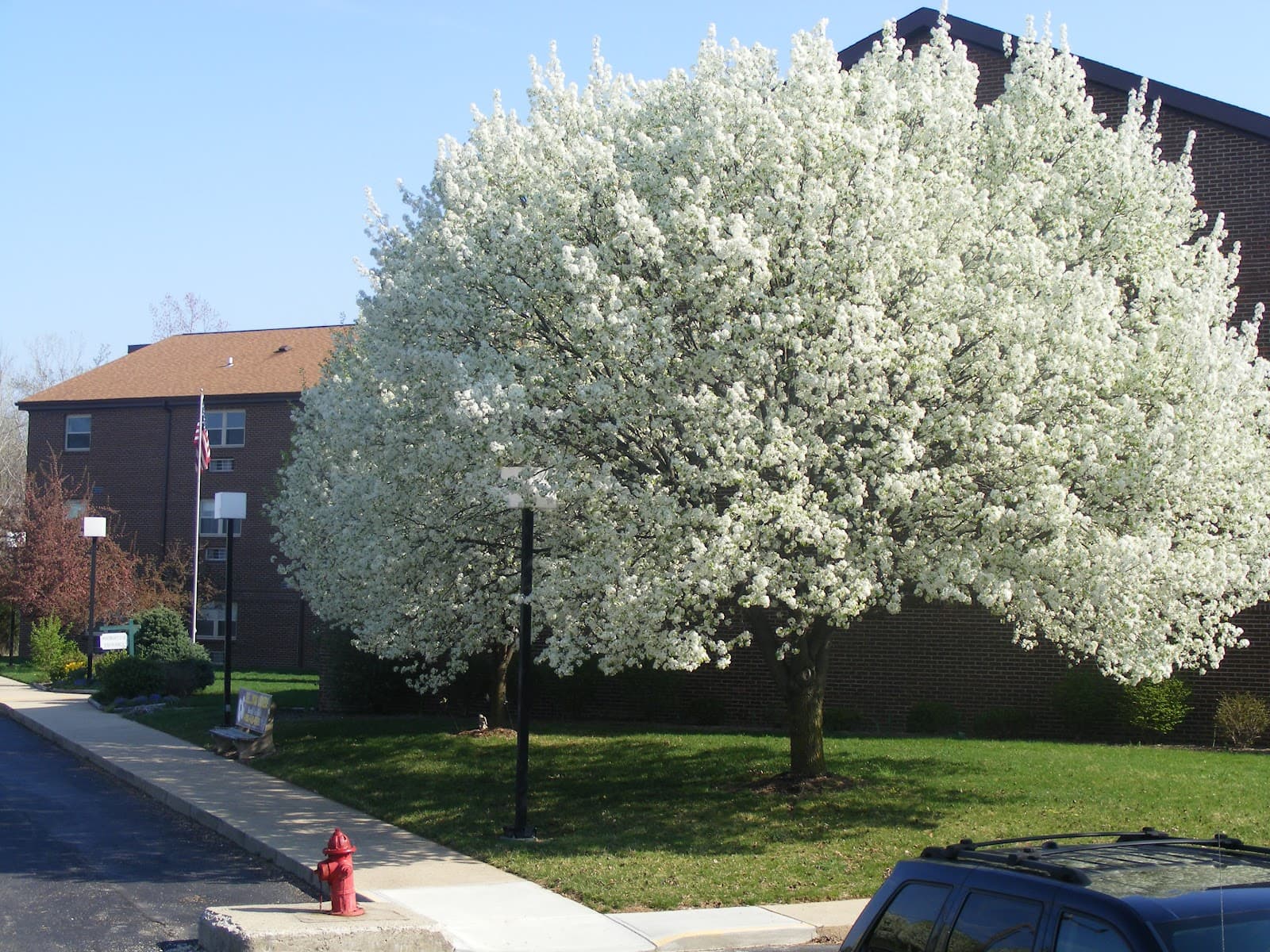 Raintree Square