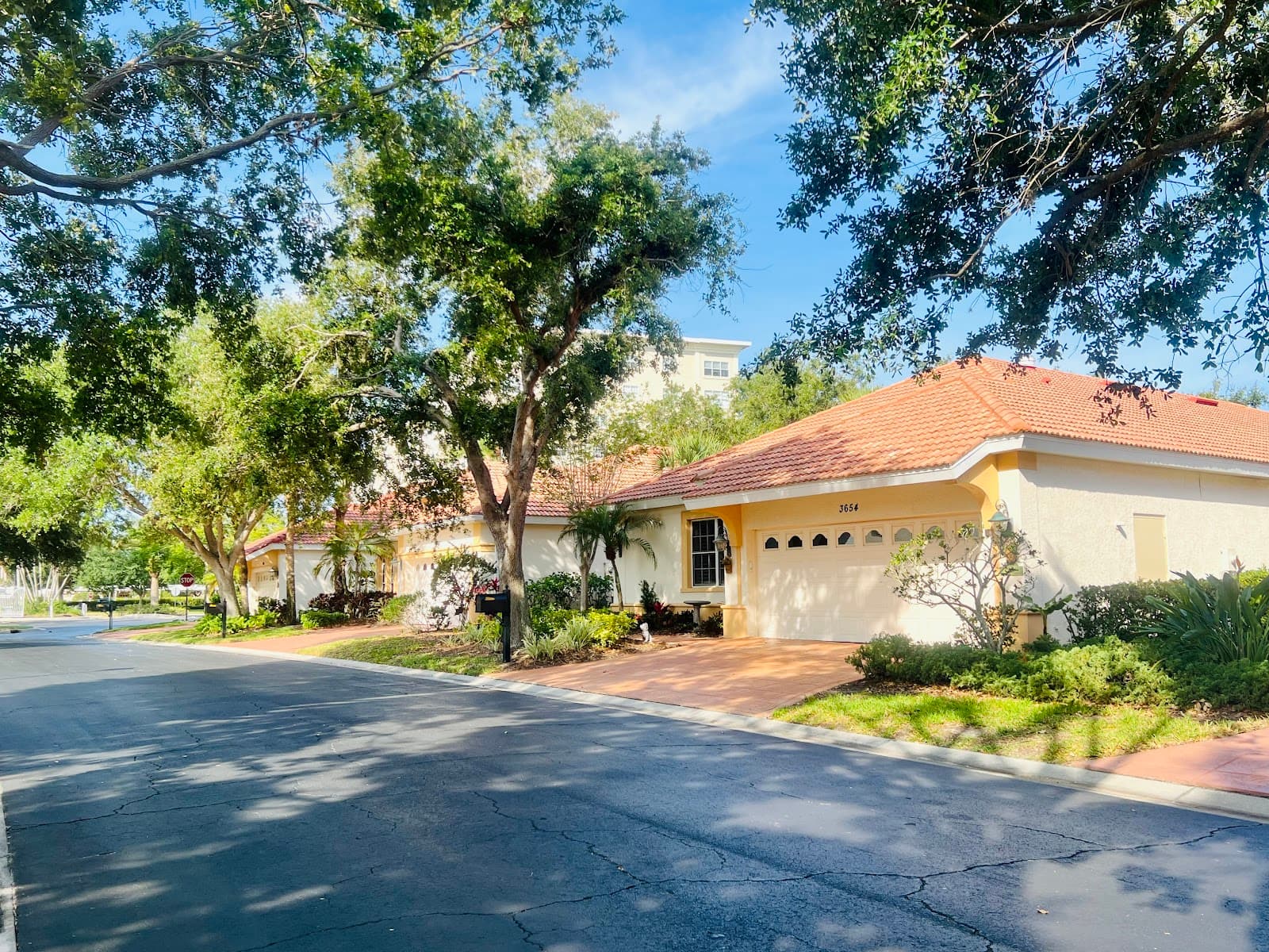 Jacaranda Trace