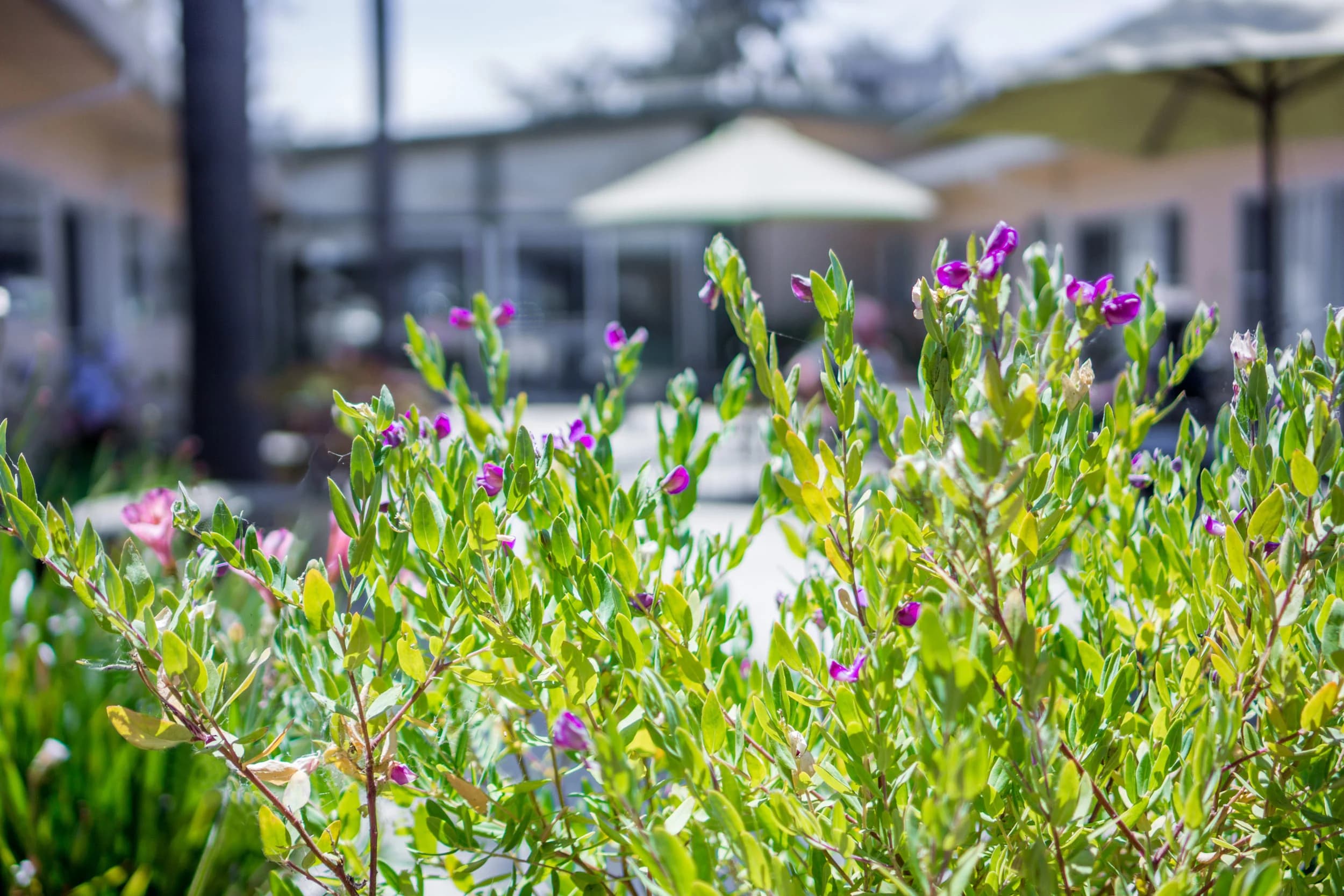 Watsonville Nursing Center